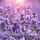 eau-florale-lavande-bio