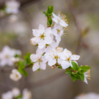 fleur-d-oranger