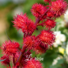 le-ricin