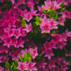 poudre-aspirateur-azalee