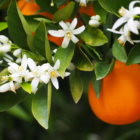 poudre-aspirateur-fleur-d-oranger