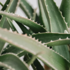 poudre-parfumee-aspirateur-aloe-vera