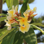 poudre-parfumee-aspirateur-monoi