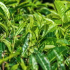 poudre-parfumee-aspirateur-the-vert