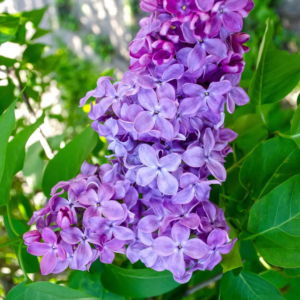 fondant-parfume-lilas-printemps-senteur-fleurie