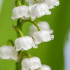 fondant-parfume-muguet-santine-artisan-fleurs